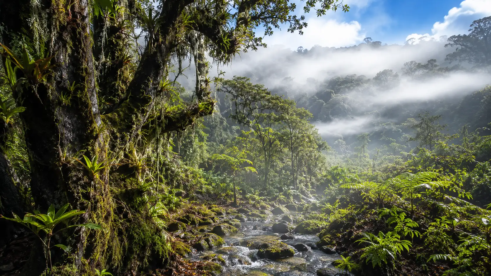 Interior de un bosque nuboso: robles cubiertos de musgo y bromelias, barbas de líquen colgando, helechos y una quebrada oscura entre bancos de neblina.